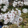 Фото профиля 桜