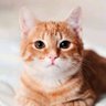 P. Kocheng Oyen's profile picture