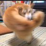 Profilbild von わんわん