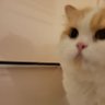 高野さん profil fotoğrafı