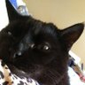 @1CatWhispurrer 的头像