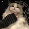 Profilbild von 猫-まお-