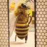 La avispa 🐝 profil fotoğrafı