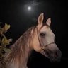 Фото профиля أ‏♞⁞ شموخ