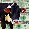 Cash Cow profil fotoğrafı