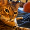 StephenSoCal profil fotoğrafı