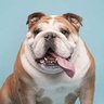 Valley Bulldog 的头像