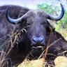Buffalo Willy profil fotoğrafı