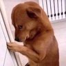 Yogi Prymtym profil fotoğrafı