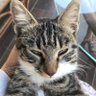 Profilbild von çelebiİpar