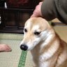 クレイジーもんちゃっく 的头像