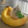 贴贴's profile picture