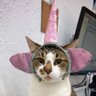 きゃ〜よ's profile picture