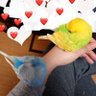 ちゃんしー(。◕‿◕。)'s profile picture