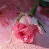 Zara salam's profile picture
