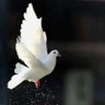 Profilbild von Peace-Justice-Dignity