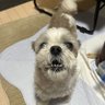 こぽさん大好き's profile picture