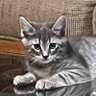 KittyAnn profil fotoğrafı