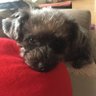 mic's profile picture