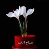 Profilbild von mohamed hegazy