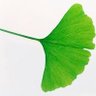 Leafy Supreme's profile picture