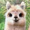 literate_llama profil fotoğrafı