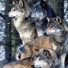 Profilbild von Direwolf