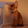Profilbild von Keegan - The Conservative Cat