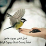 امينة محمد 的头像