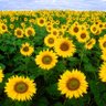 Фото профиля Love Flowers