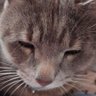 たぬぽん profil fotoğrafı