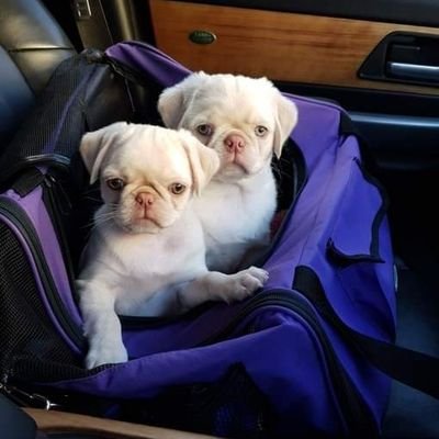 hiPuppiesPie's profile picture