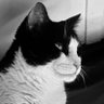 Jess4Truth's profile picture