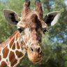 Фото профиля Giraffe 2.0