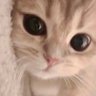 Phuya's profile picture