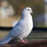 乖,背也 profil fotoğrafı