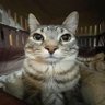 PrimeReaper profil fotoğrafı