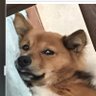 トリリン's profile picture