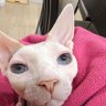 lifu zhang profil fotoğrafı