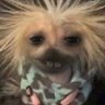 Profilbild von sushi