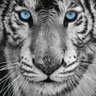 Tiger Ayyad 的头像