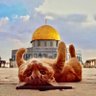 cikDo's profile picture