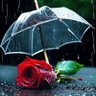 R Kumar's profile picture