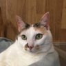 MorcillaDel's profile picture