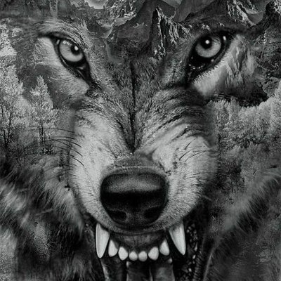 Wollfy's profile picture