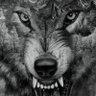 Wollfy 的头像