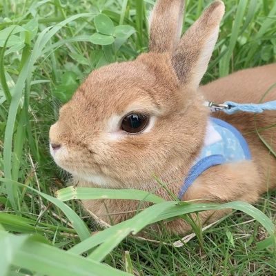 むぎ🐰's profile picture