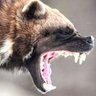 The Hangry Wolverine's profile picture