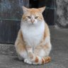 A-chan's profile picture