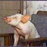 Arnold Pickle's profile picture